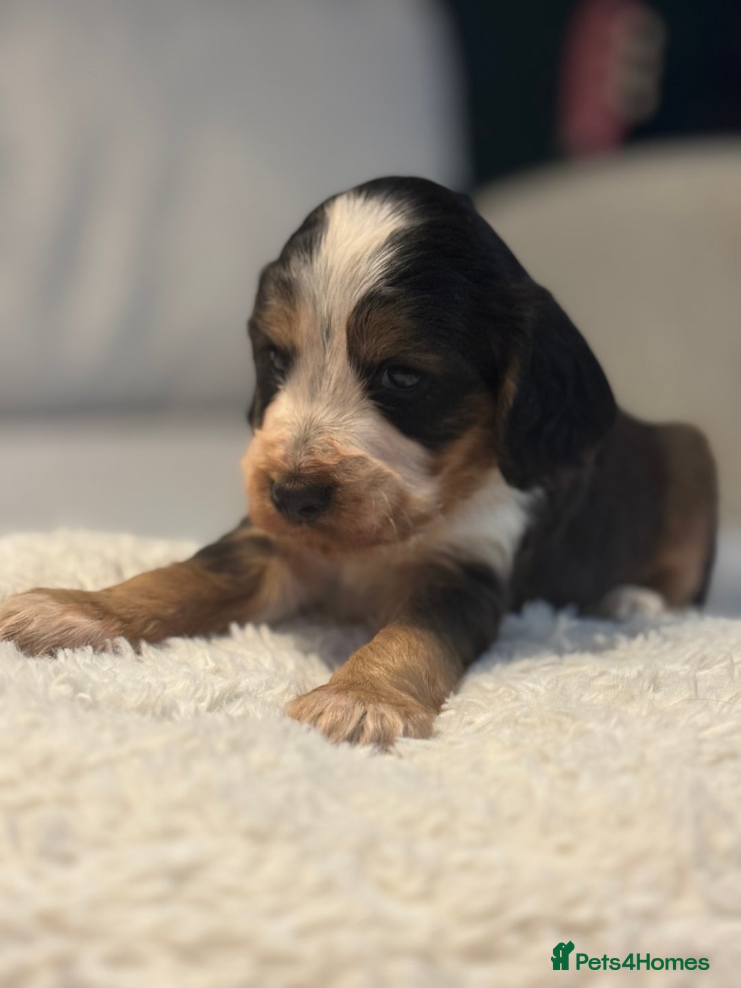 Cocker Spaniel dogs for sale: 6 Cocker Spaniel puppies for sale - Advert 32