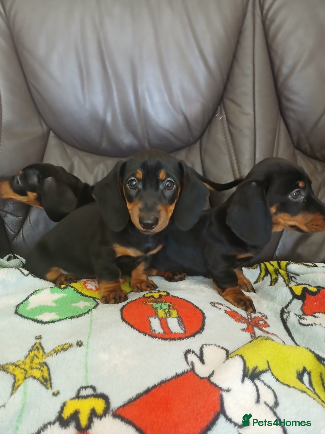 Dachshund dogs for sale: Dachshund puppies - Image 4