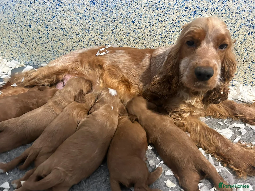 Cockapoo dogs for sale: Cockapoo puppies Extensively Health Tested Parrnts - Advert 1