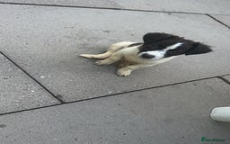 Jack Russell dogs for sale: Puppy for sale  - Image 3