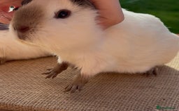 Guinea Pig rodents for sale: Beautiful Californian baby Guinea Pigs - Image 4