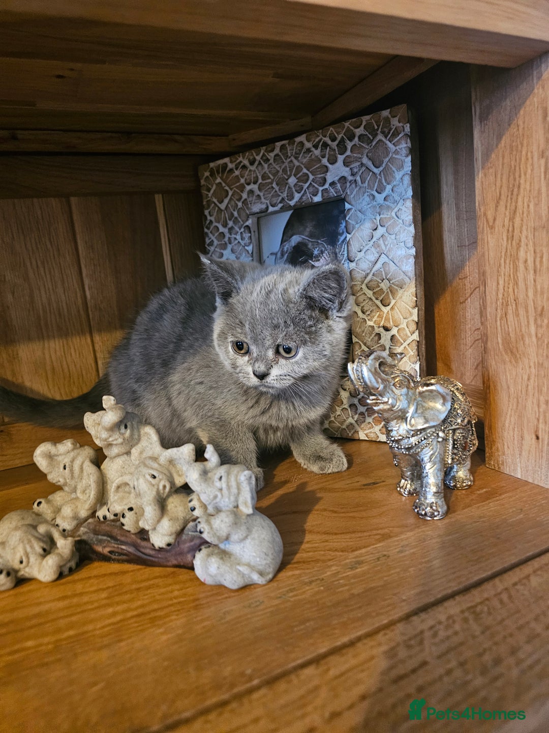 British Shorthair cats for sale: British shorthair kittens for sale   - Advert 9