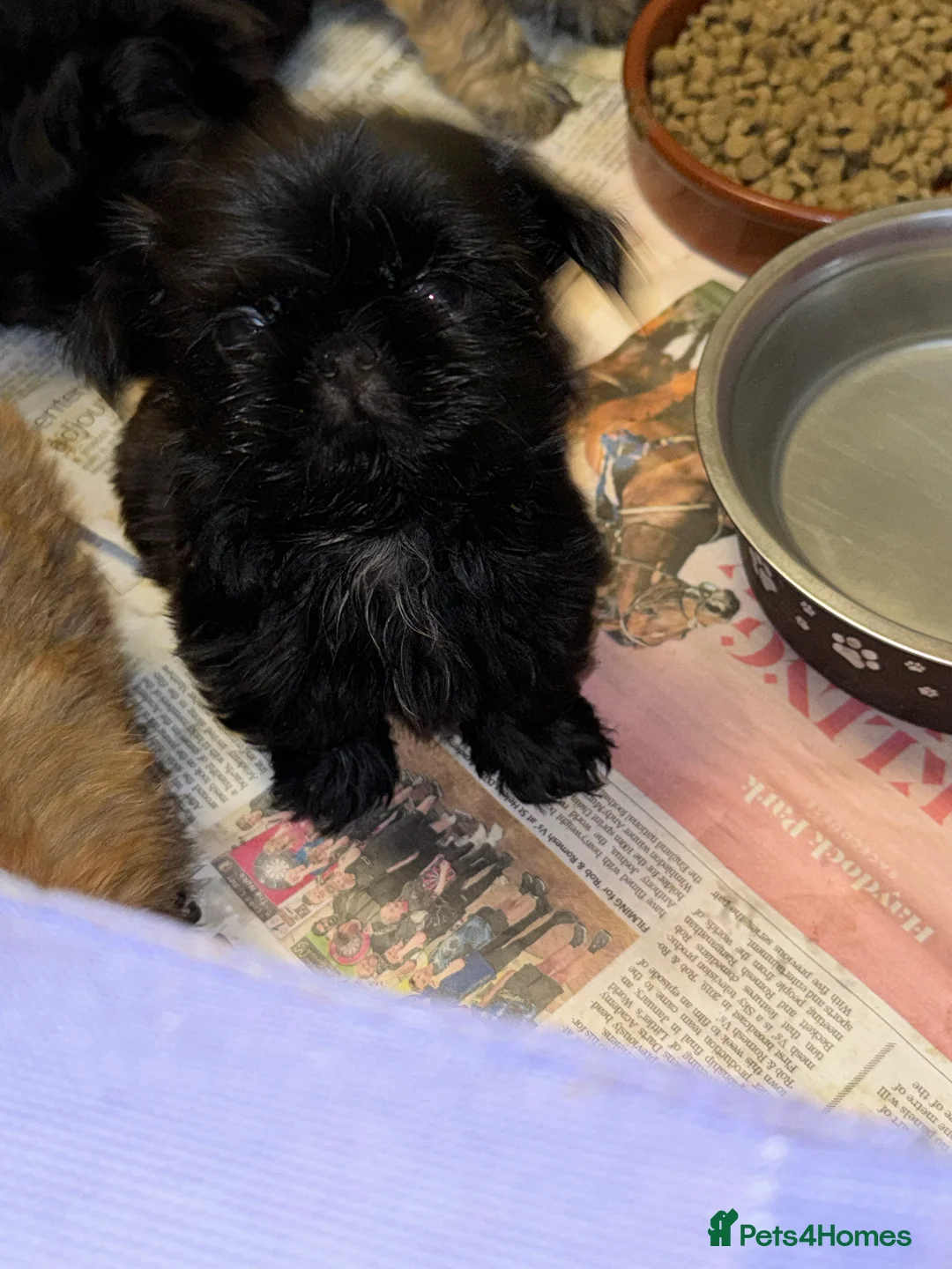 Shih Tzu dogs for stud: stunning chocolate stud boy  in Saint Helens - Advert 21
