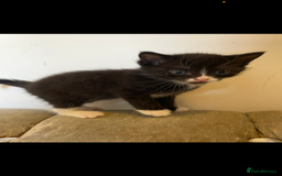 Mixed Breed cats for sale: Kittens ready now  - Image 11