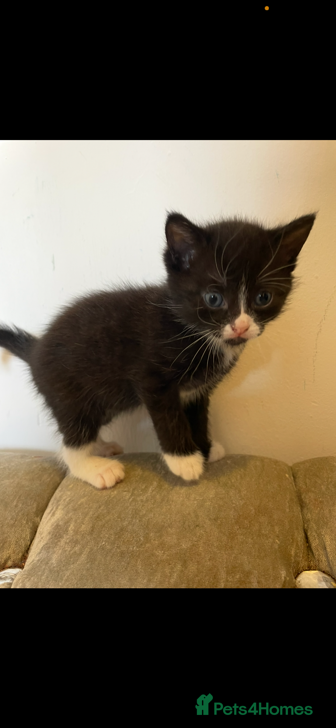 Mixed Breed cats for sale: Kittens ready now  - Image 11