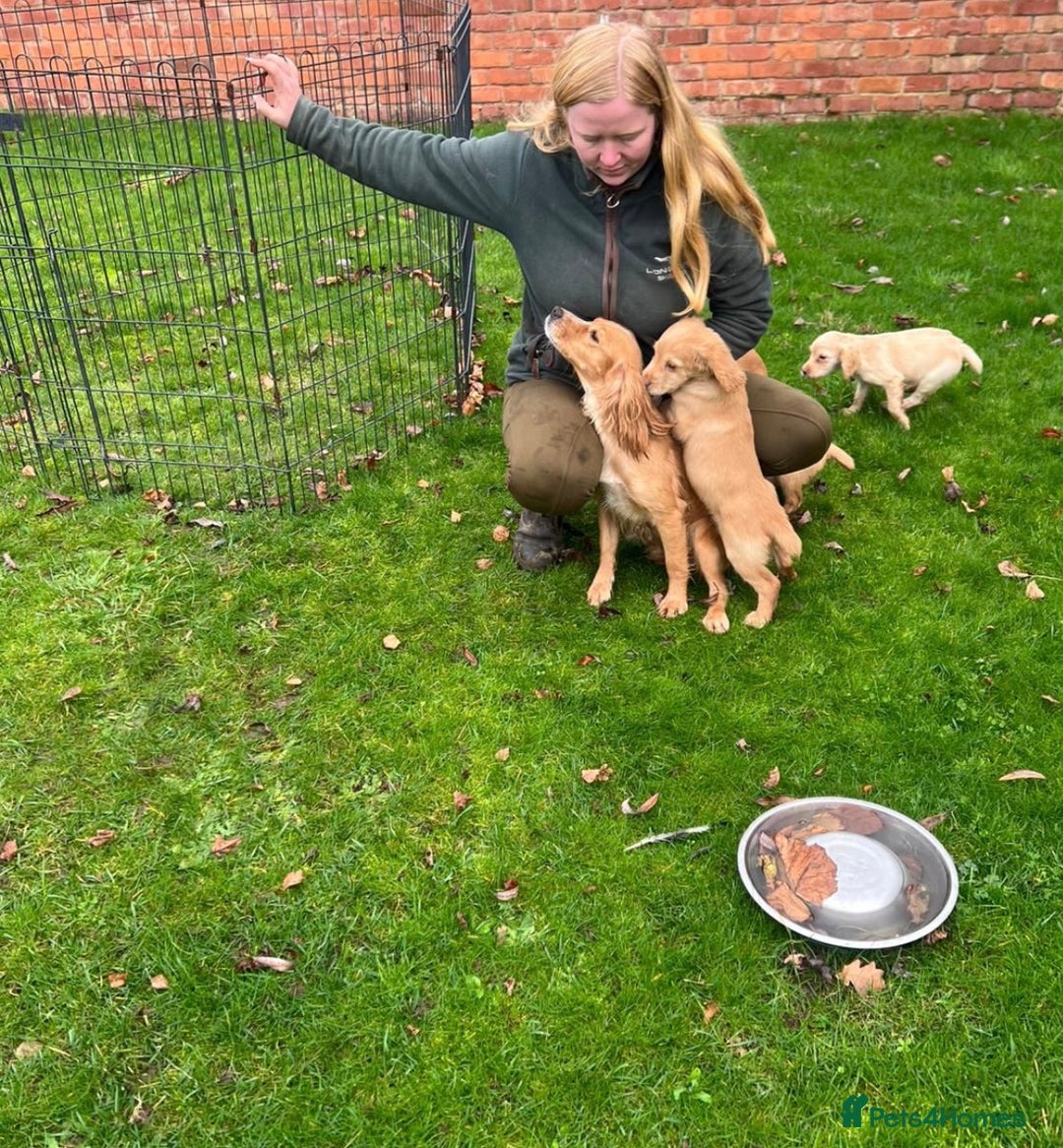 Cocker Spaniel dogs for sale: Cocker spaniel puppy - Advert 12