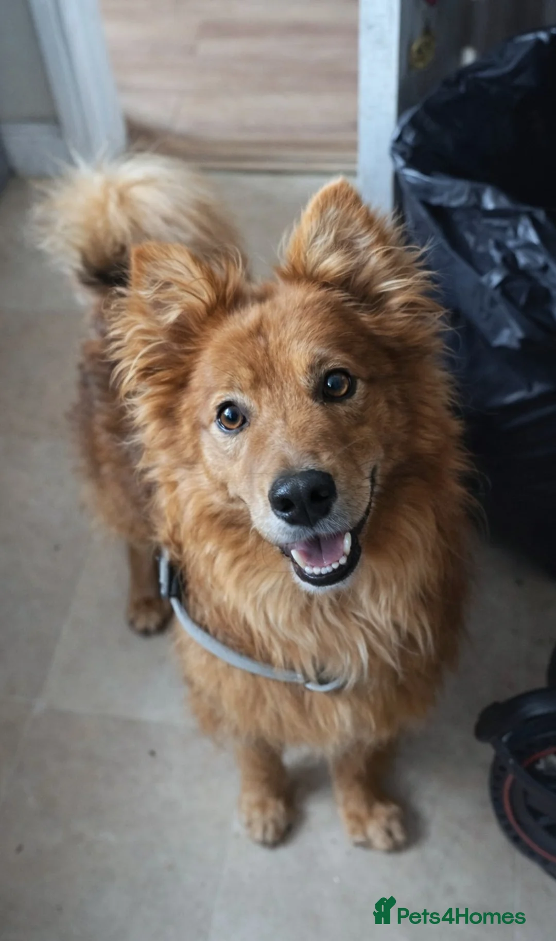 Mixed Breed dogs for adoption: 🏡 Finally… a loving home for this boy?💕 - Advert 2