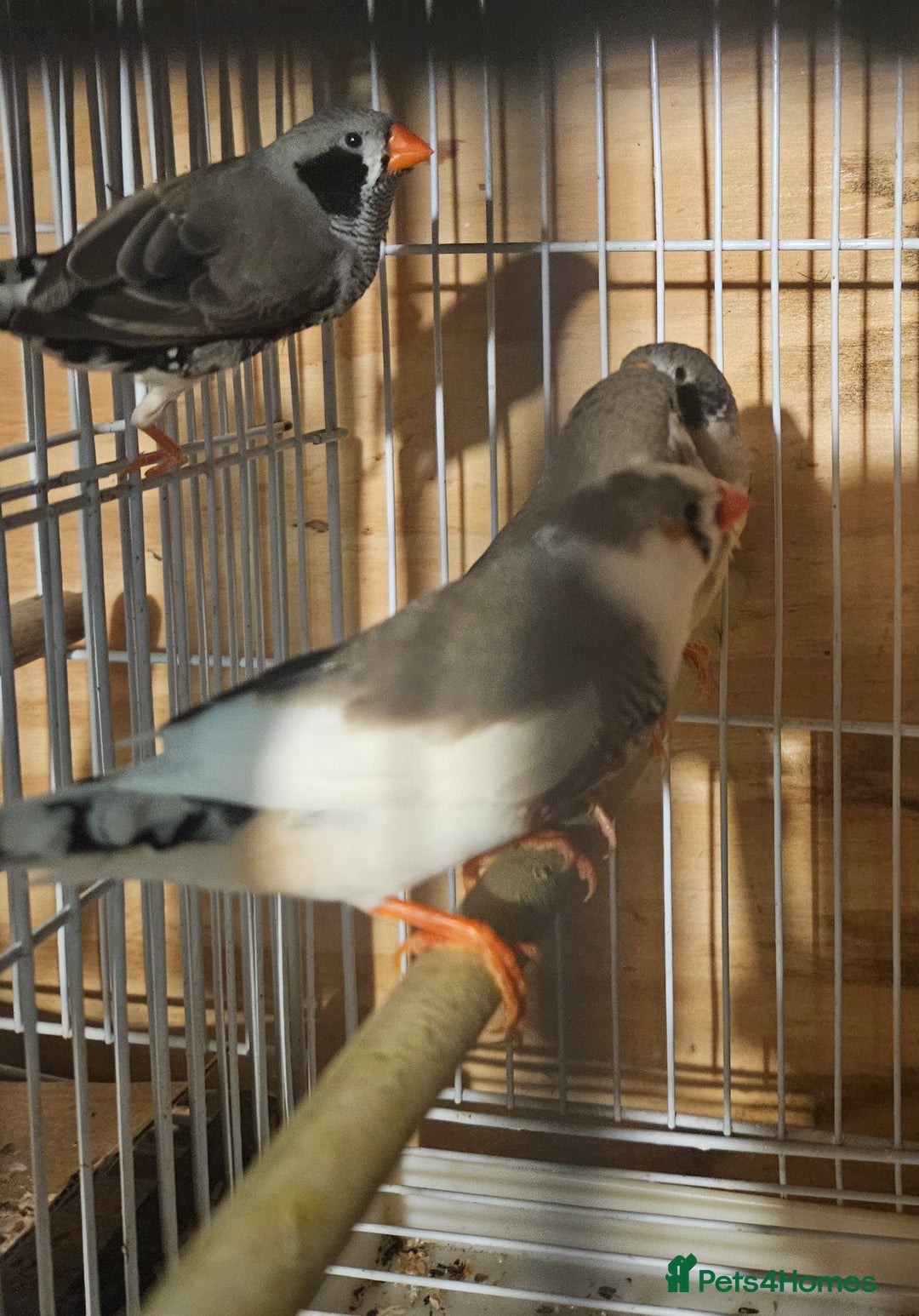 Finches birds for sale: Goldfinches, Bengalese finches & Zebra Finches - Advert 20