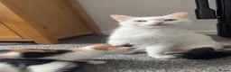 Domestic Shorthair cats for sale: Kittens needing homes asap in durham - Advert 11