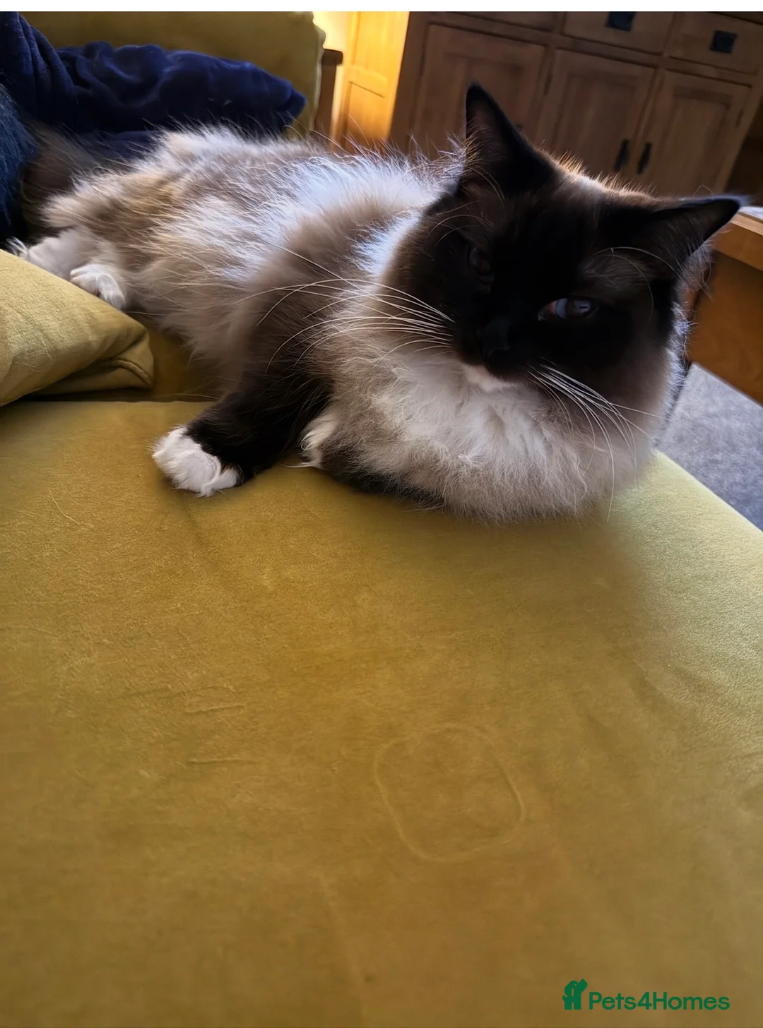 Ragdoll cats for sale: Female Ragdoll - Advert 2