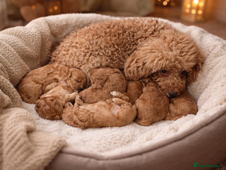 Cavapoo dogs ❤️Health-Tested, KC-Sired Cavapoo Puppies 🐶 - Advert 7