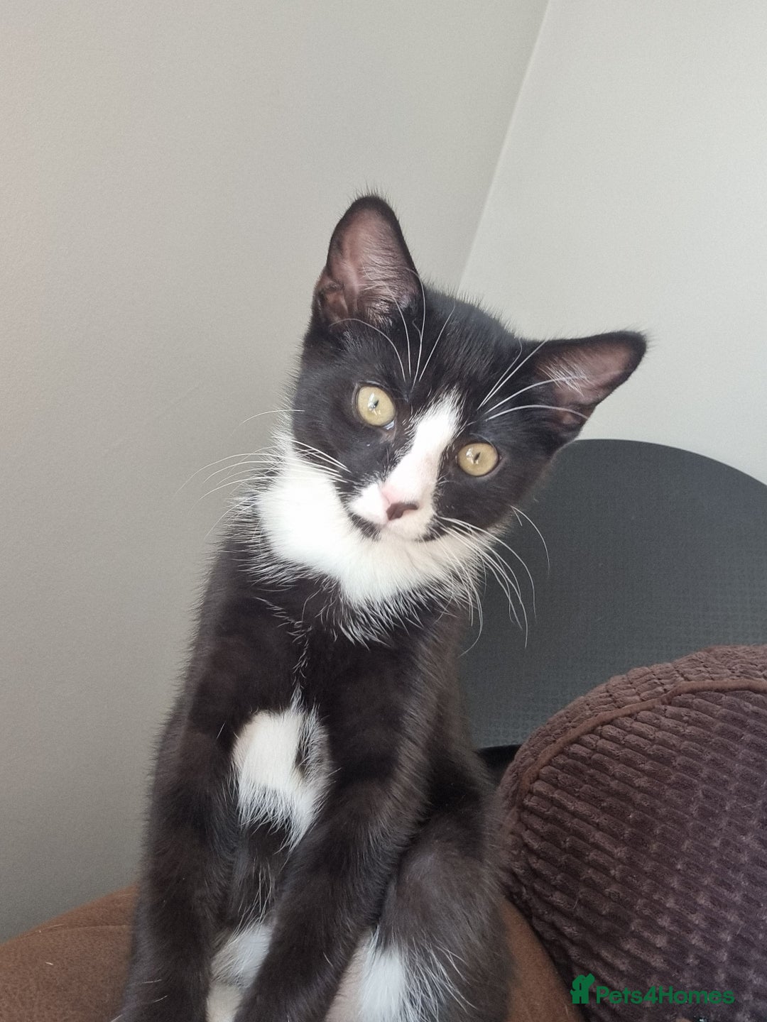 Mixed Breed cats for sale: Bengal x British Short Hair Kitten  - Image 3