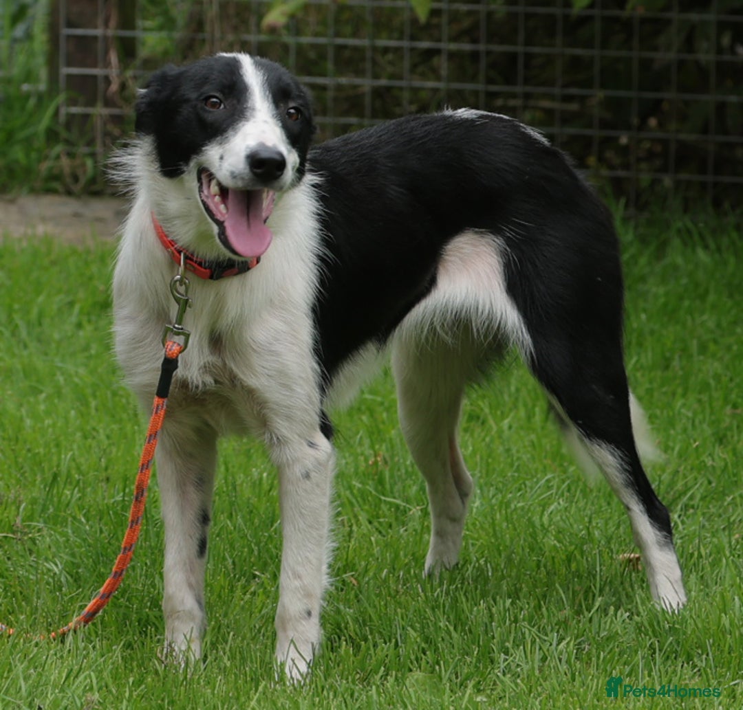 Border Collie dogs for sale: Superb natured female border collie - Image 1