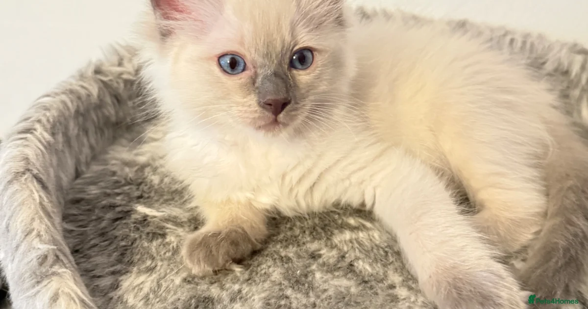 Ragdoll Kittens for sale | Pets4Homes