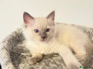 Ragdoll cats *Ready To Leave Now 2 Pure Ragdoll Male Kittens*** - Advert 12