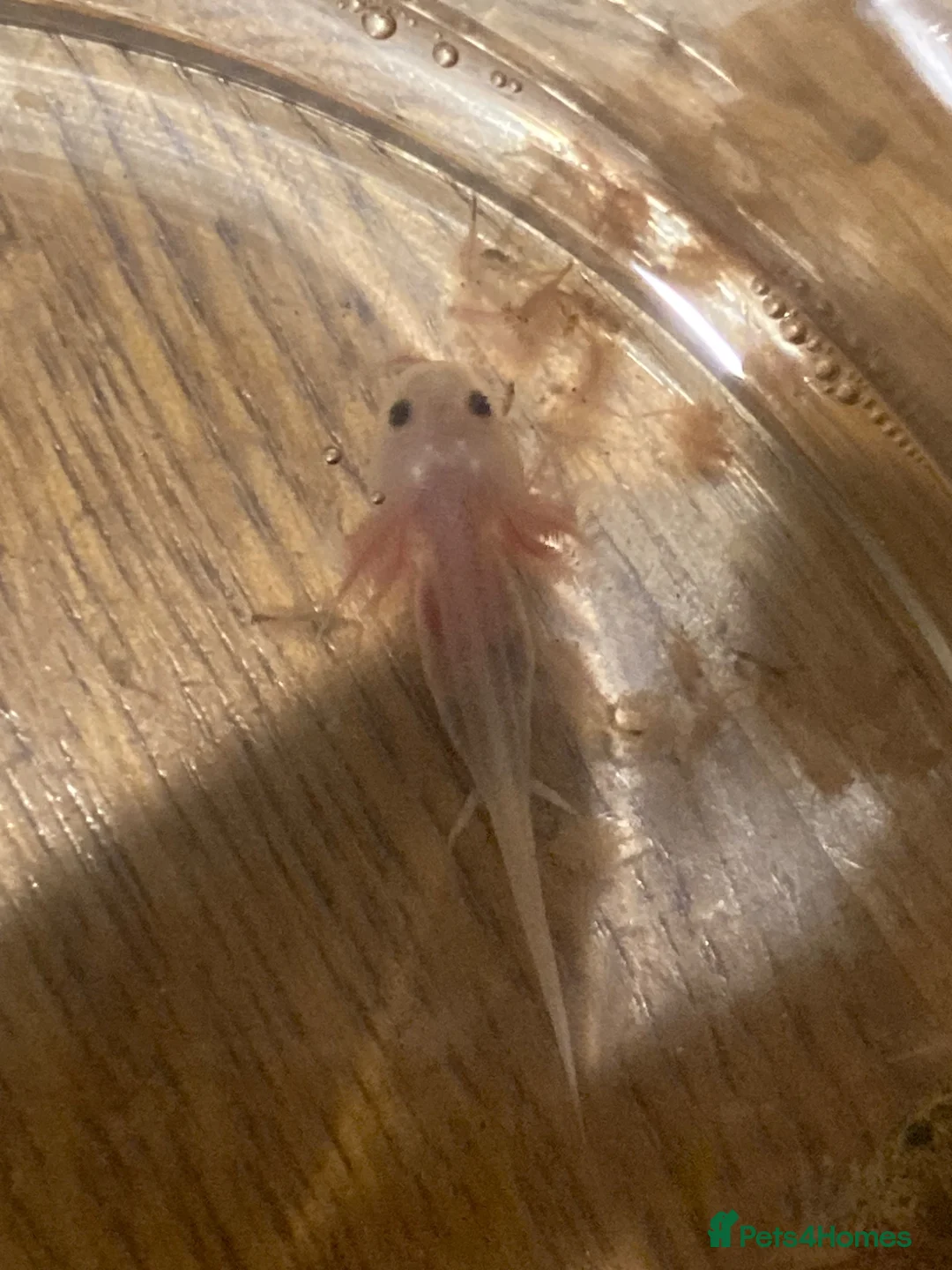 Axolotl reptiles for sale: Axolotls - white and wild grey in Bradford - Advert 2