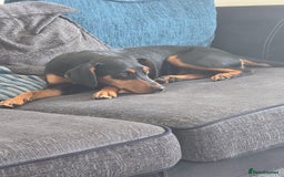 Mixed Breed dogs for sale: Beautiful Cocker Spaniel x Miniature Pinscher Girl - Image 5