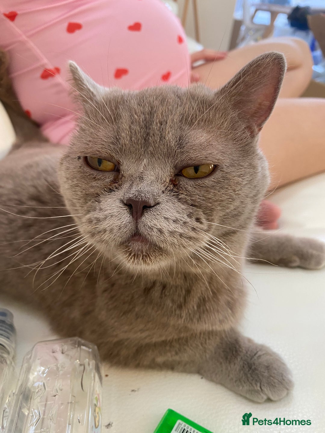 Bengal cats for sale: 4 Beautifully mixed Bengal and British shorthair  - Image 23