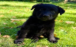 German Shepherd dogs for sale: Ready now, Liverpool, Health Tested Parents - Image 8