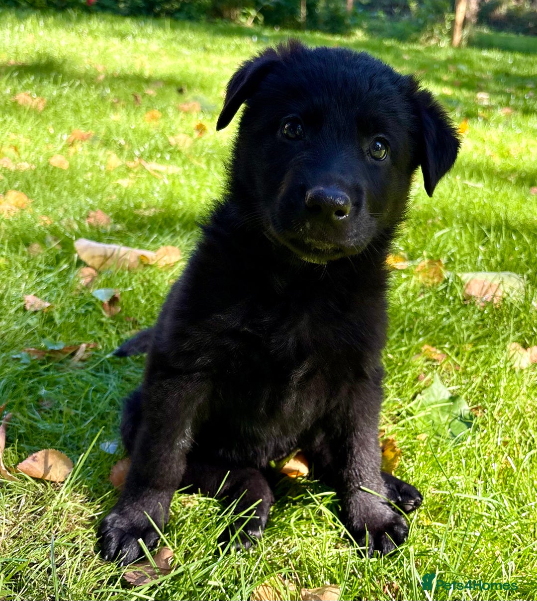 German Shepherd dogs for sale: Ready now, Liverpool, Health Tested Parents - Image 8