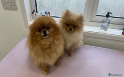 Pomeranian dogs for stud: 1.6kg Chocolate producer ovulation test included  - Image 8