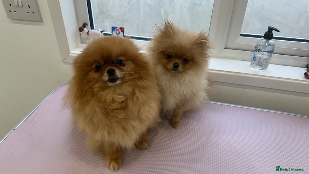 Pomeranian dogs for stud: 1.6kg Chocolate producer ovulation test included  - Image 8