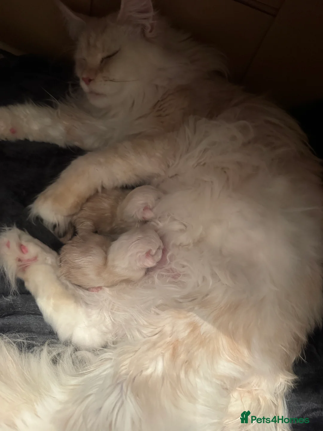 Maine Coon cats for sale: Full pedigree, Shaded Maine Coon boys - Advert 9
