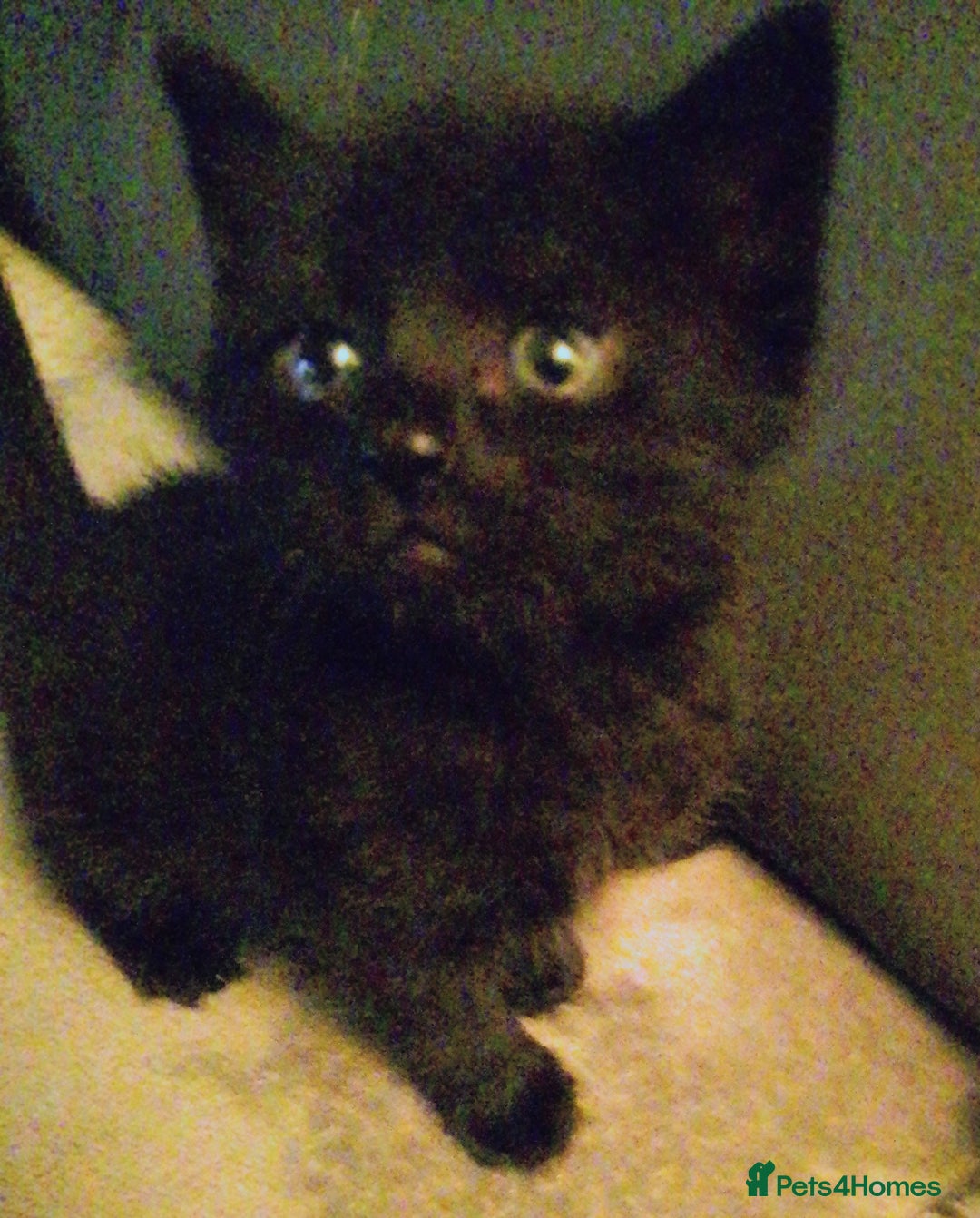 Bengal cats for sale: Mixed bengal litter  - Advert 8