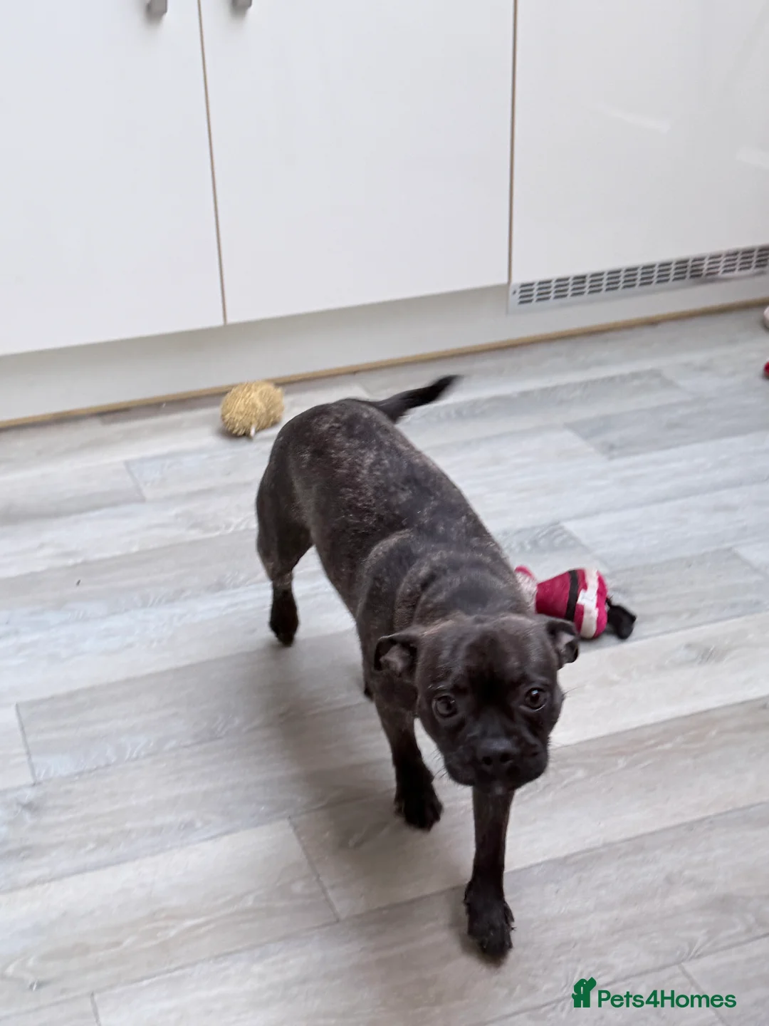 Mixed Breed dogs for sale: Special home wanted for young Frenchton Girl - Advert 3