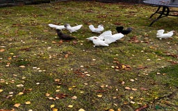 Chickens poultry for sale: Seramas  - Advert 5