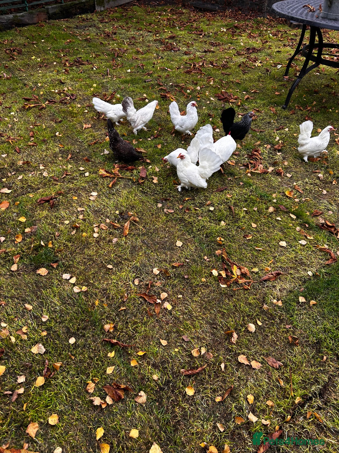 Chickens poultry for sale: Seramas  - Advert 5