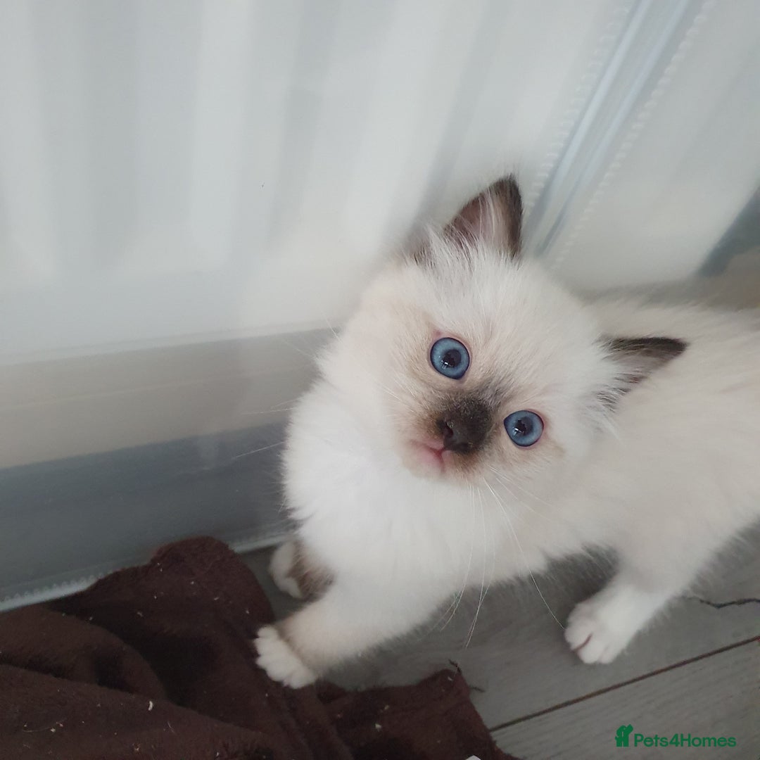 Ragdoll cats for sale: The cutest beautiful Ragdoll kittens! Ready :) - Image 13