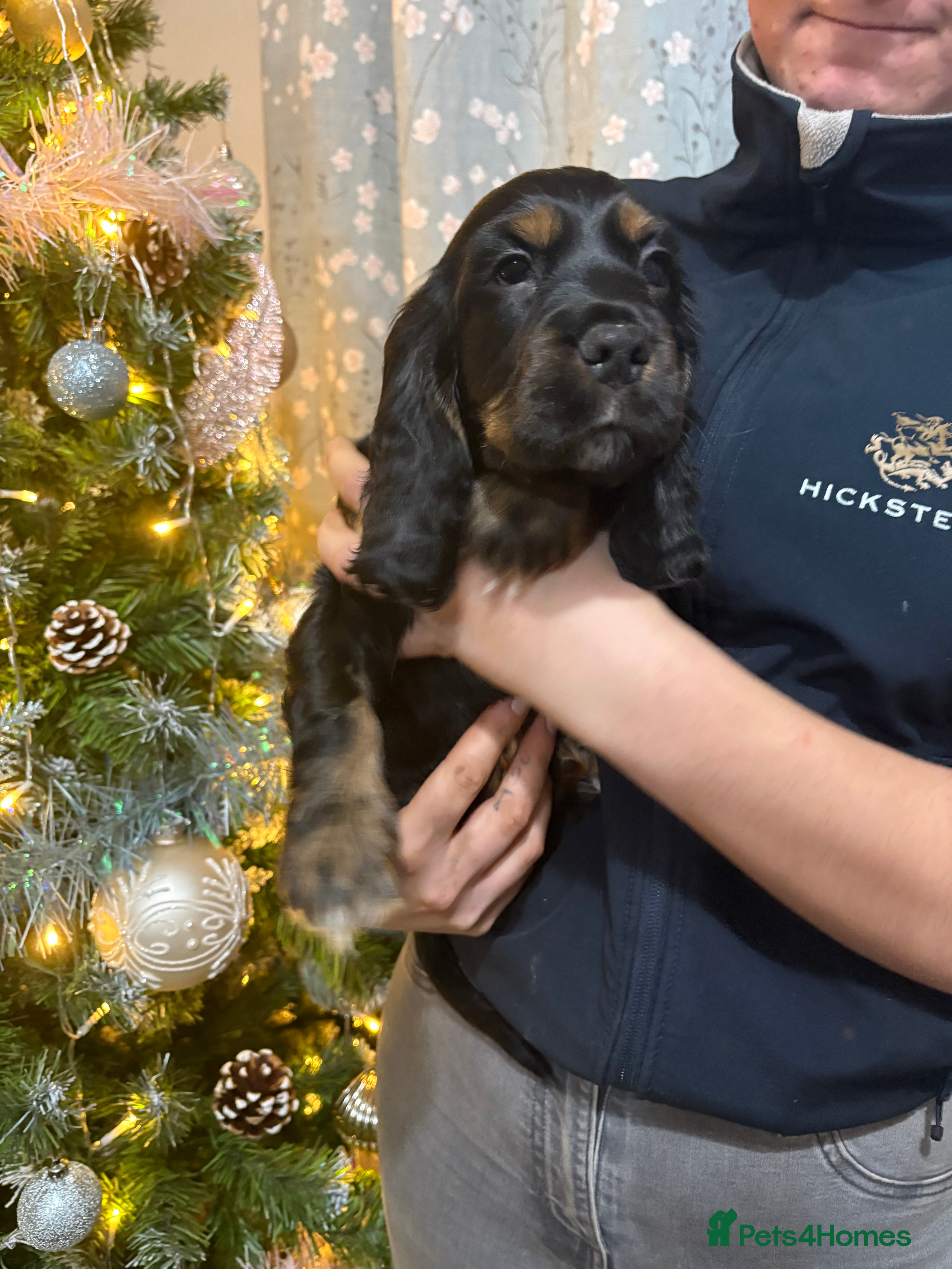 Cocker Spaniel dogs Stunning show cocker puppies  - Advert 1