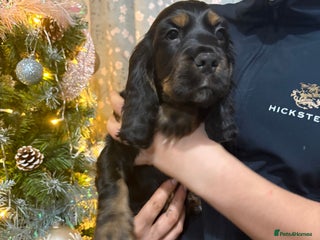 Cocker Spaniel dogs Stunning show cocker puppies - Advert 16