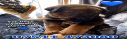 Mixed Breed dogs for sale: Belgian Malinois × Rottweiler Puppy 🐶💙 - Advert 5