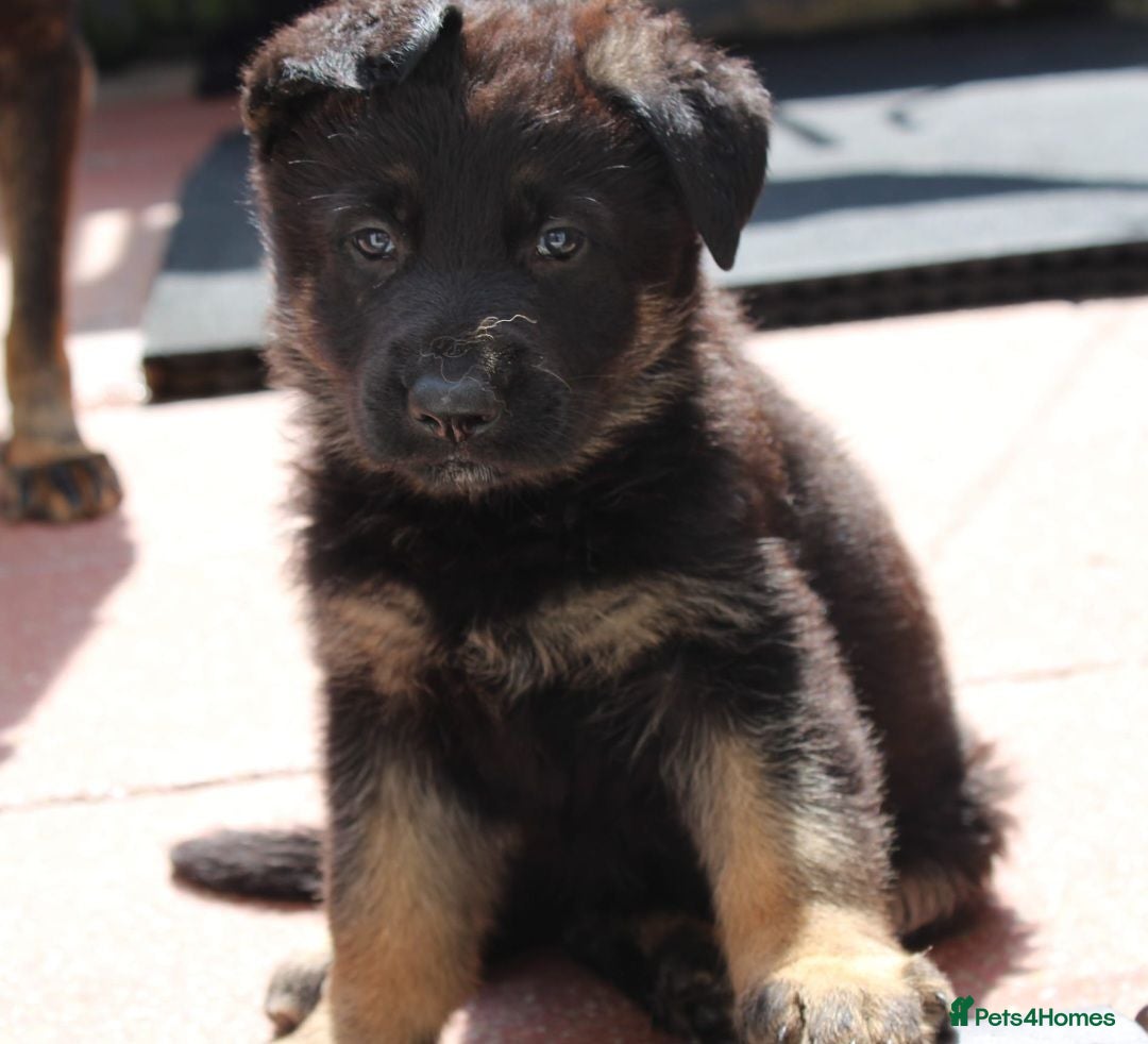 German Shepherd dogs KC REG OLD STYLE GERMAN SHEPHERD PUPPIES   - Advert 5