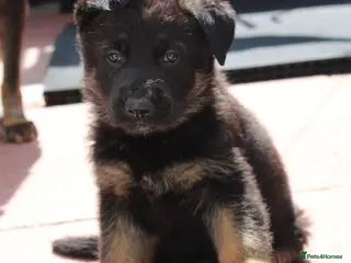 German Shepherd dogs KC REG OLD STYLE GERMAN SHEPHERD PUPPIES - Advert 5