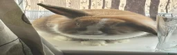 Mini Lion Lop rabbits for sale: Mini lion head lop  - Advert 2