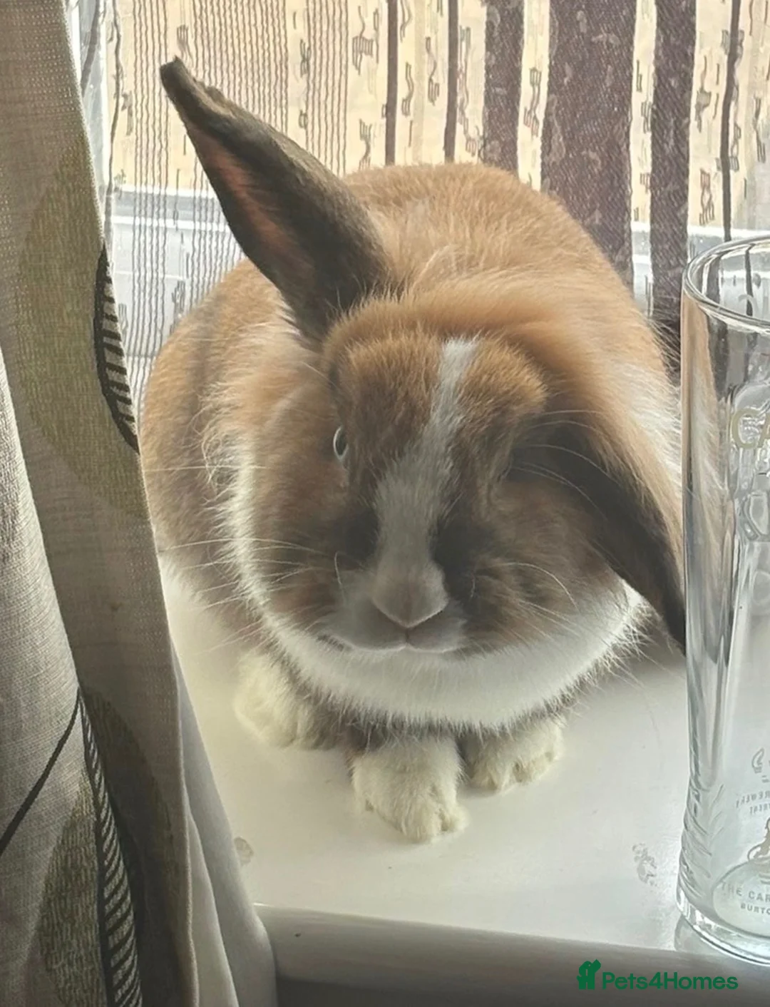 Mini Lion Lop rabbits for sale: Mini lion head lop  - Advert 2