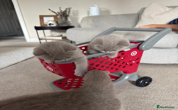 British Shorthair cats - Advert 16