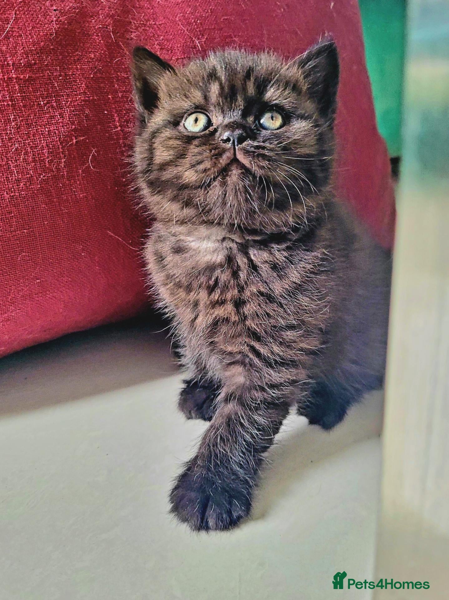 British Shorthair cats Super Chunky British Shorthair  - Advert 18