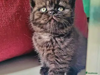 British Shorthair cats Super Chunky British Shorthair - Advert 18