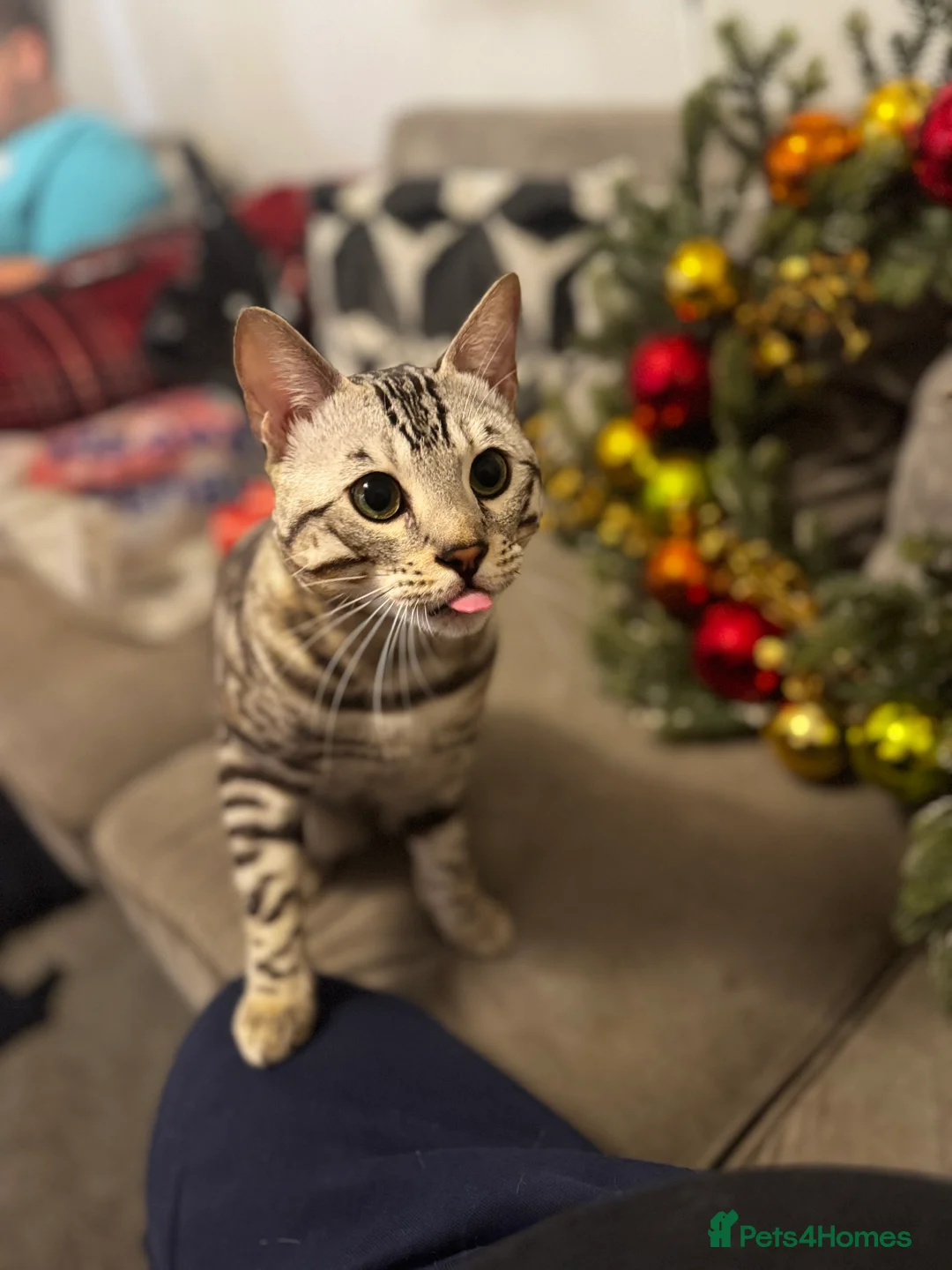 Bengal cats for stud: Juicy Jax for stud  - Advert 1