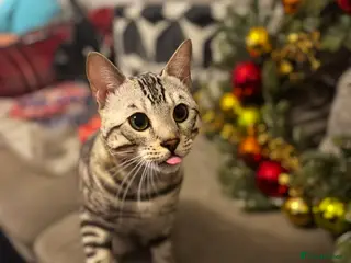 Bengal cats Juicy Jax for stud - Advert 16