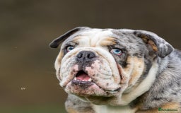 English Bulldog dogs for stud: Blue Merle bulldog stud  in Hamilton - Image 3