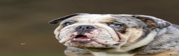 English Bulldog dogs for stud: Champion merle bulldog stud  in Hamilton - Advert 3
