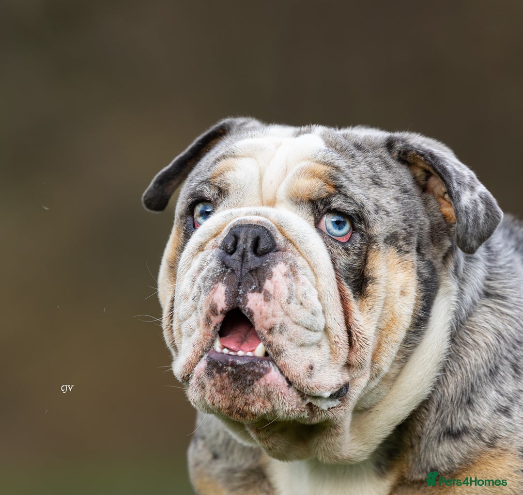 English Bulldog dogs for stud: Blue Merle bulldog stud  in Hamilton - Image 3