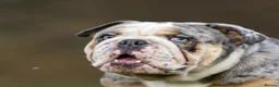 English Bulldog dogs for stud: Champion merle bulldog stud  in Hamilton - Advert 3