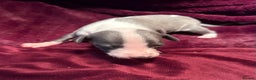 Whippet dogs for sale: 3 Stunning Whippet Boy's available  - Advert 36