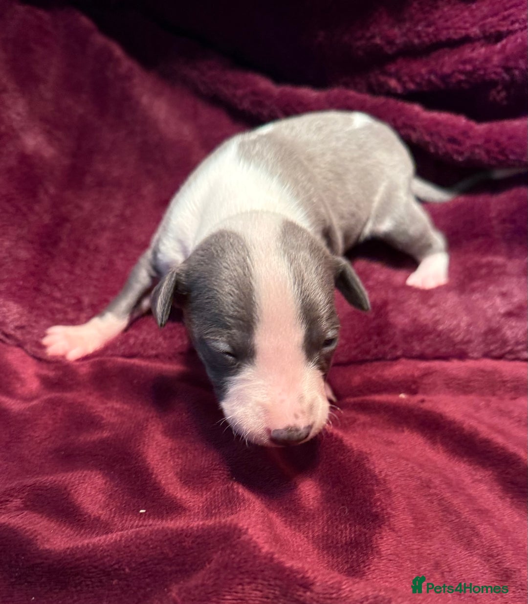 Whippet dogs for sale: 3 Stunning Whippet Boy's available  - Advert 36